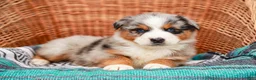 Australian Shepherd dogs for sale: Scamper - Ad 7