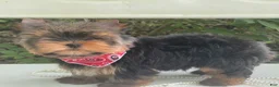 Yorkshire Terrier dogs for sale: Cody - Ad 10