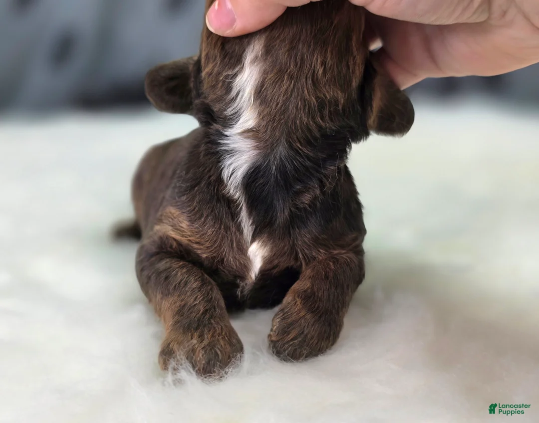 Cockapoo dogs for sale: Nebula - Ad 7