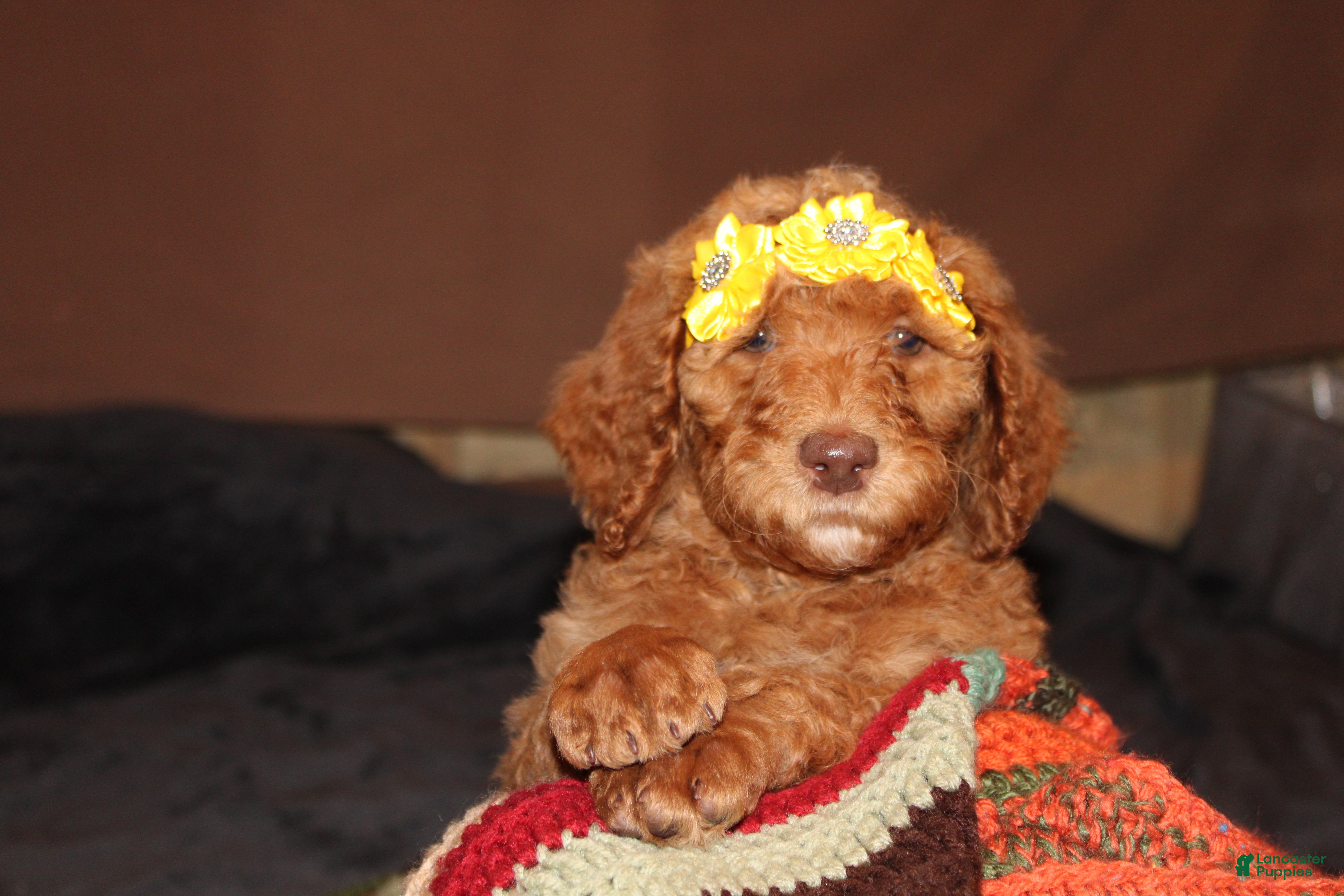 Standard Poodle dogs Standard Poodle Puppy 9 - Ad 42