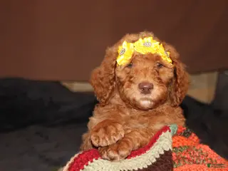 Standard Poodle dogs REDUCED!!! Standard Poodle Puppy 9 - Ad 42