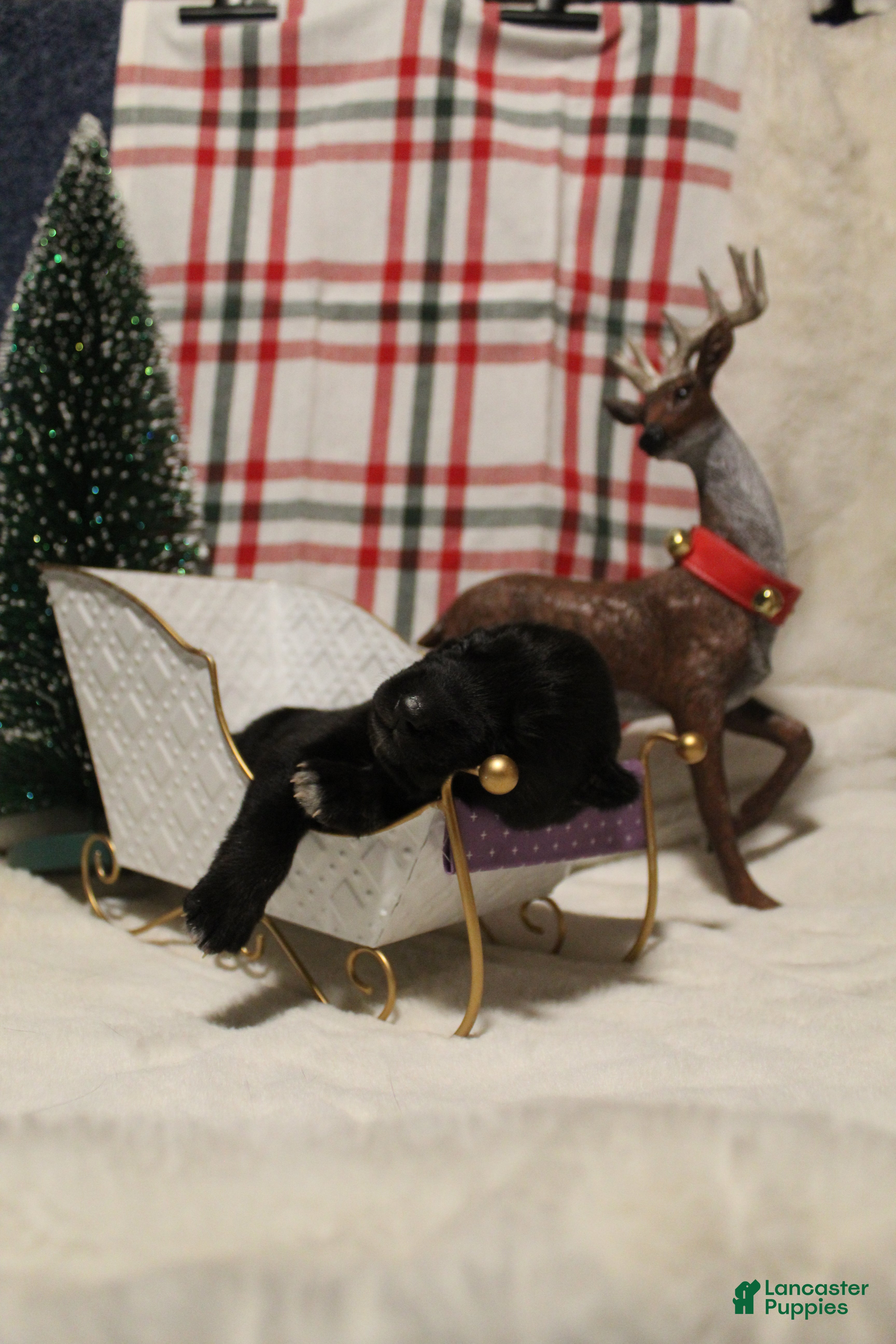 Gerberian Shepsky dogs 2 Purple - Ad 13