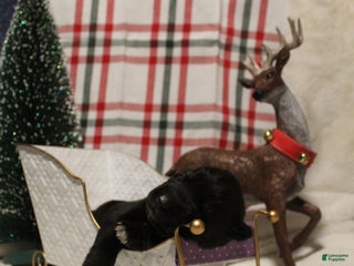 Gerberian Shepsky dogs 2 Purple - Ad 13