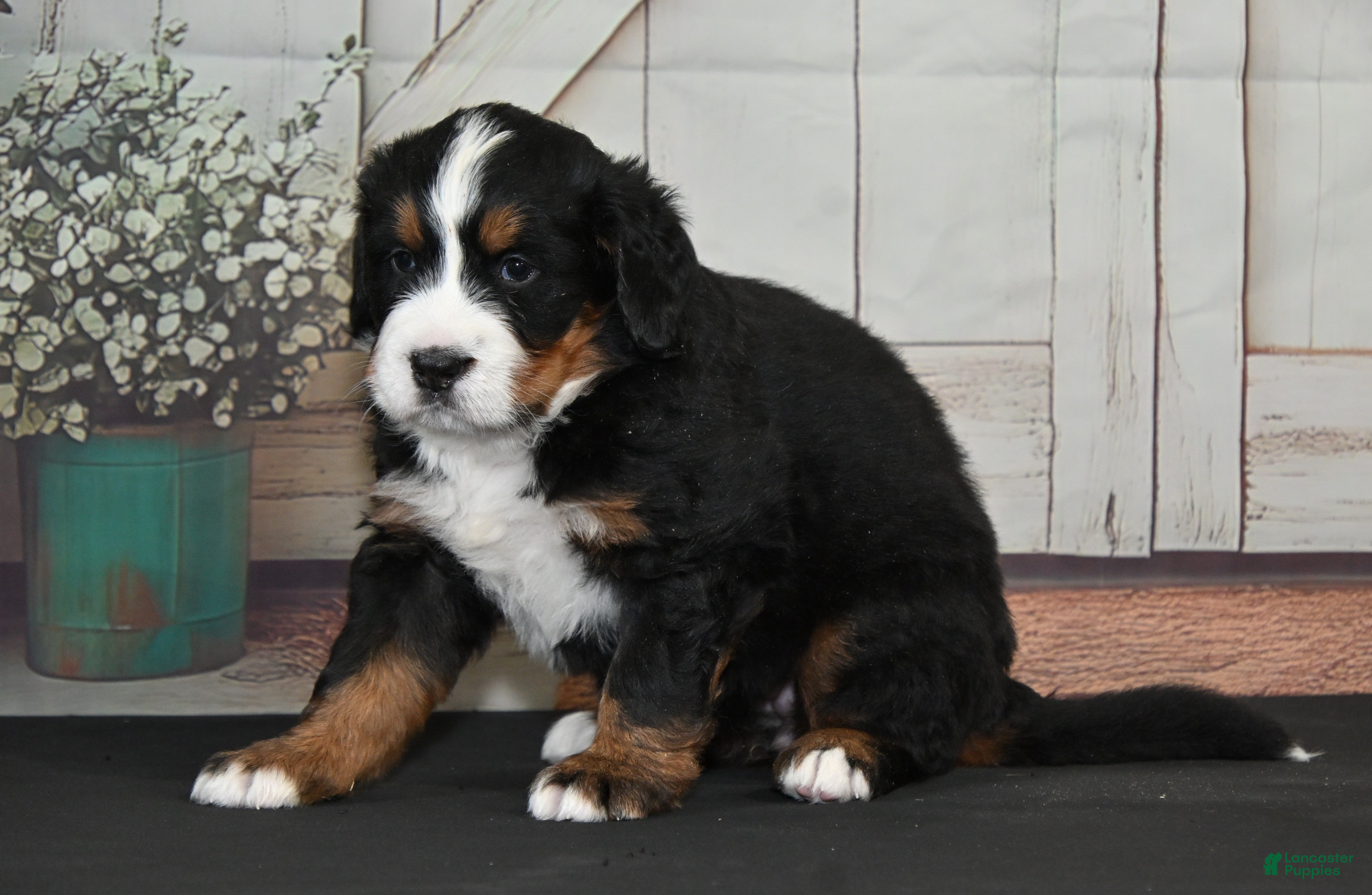 Bernese Mountain Dog dogs Mandy AKC - Ad 11
