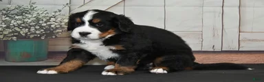 Mandy AKC