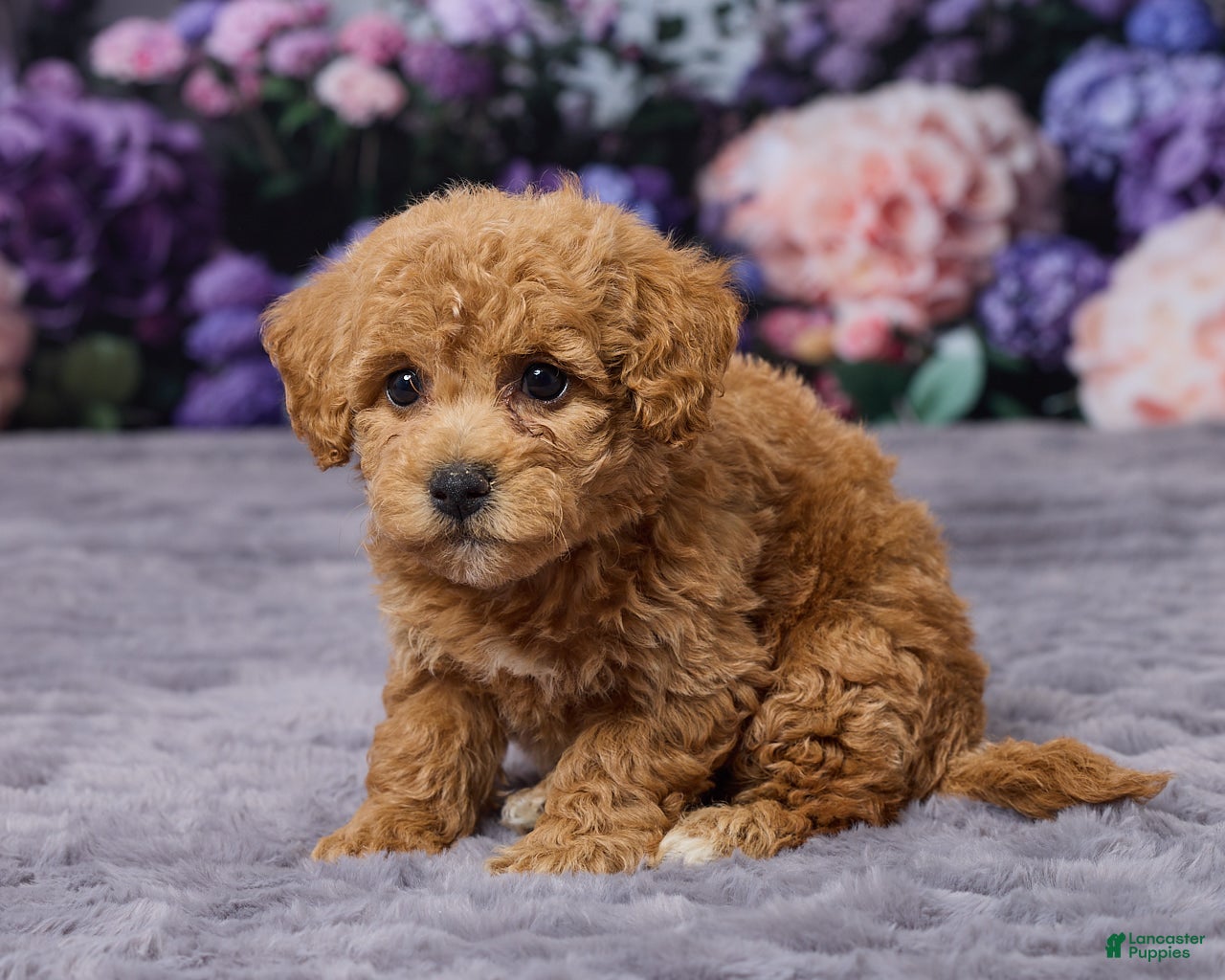Bichpoo dogs Debbie - Ad 2