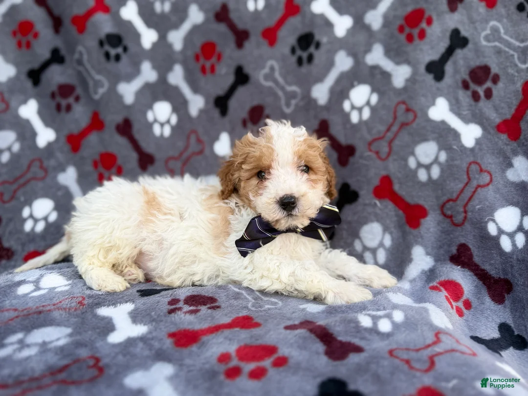 Cavapoo dogs for sale: Lincoln - Ad 6