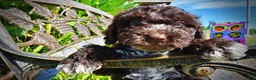 Havapoo dogs for sale: Jasper-LABOR DAY SALE-TAKE $100 OFF!!! - Ad 5