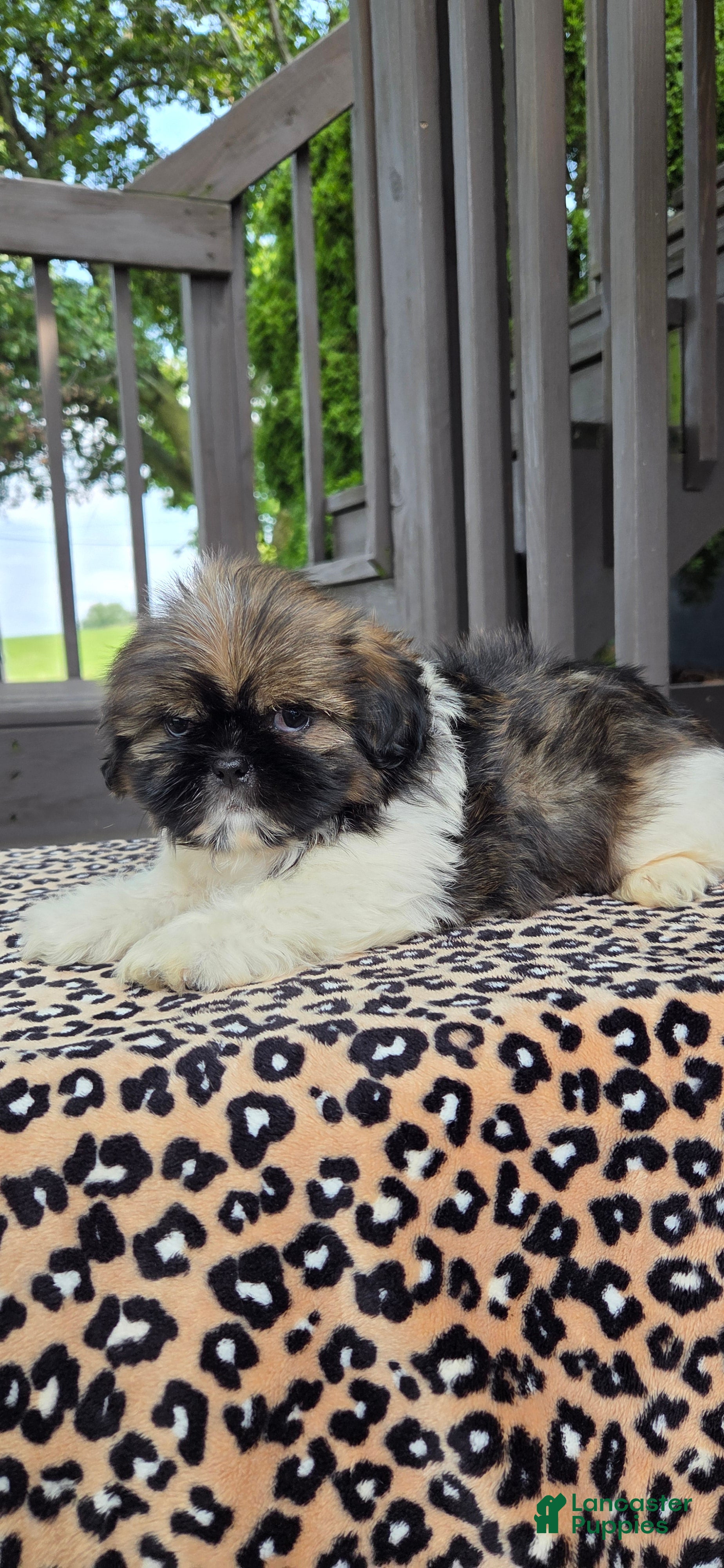 Shih Tzu dogs Oscar - Ad 2