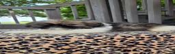 Shih Tzu dogs for sale: Oscar - Ad 2