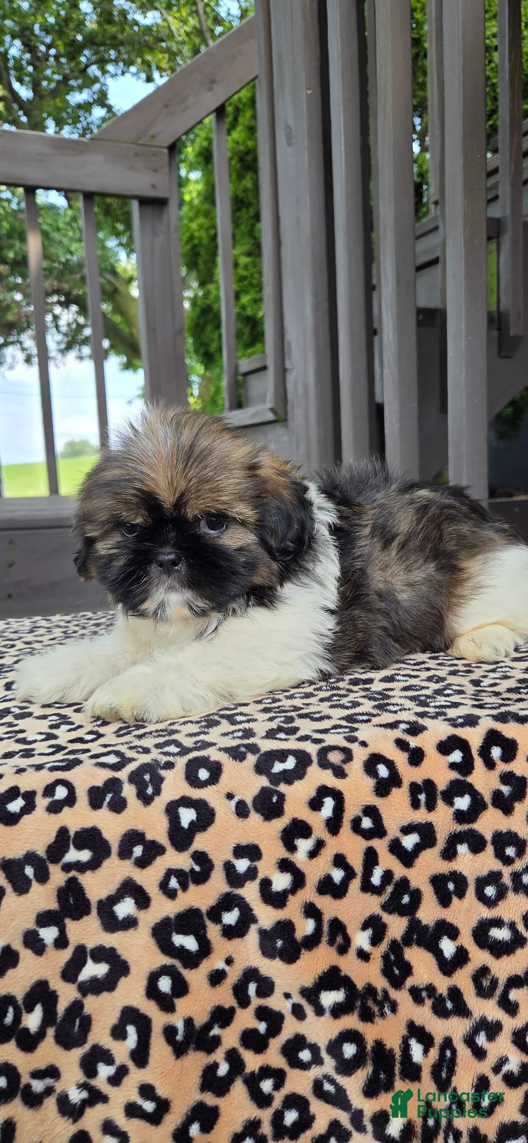Shih Tzu dogs for sale: Oscar - Ad 2