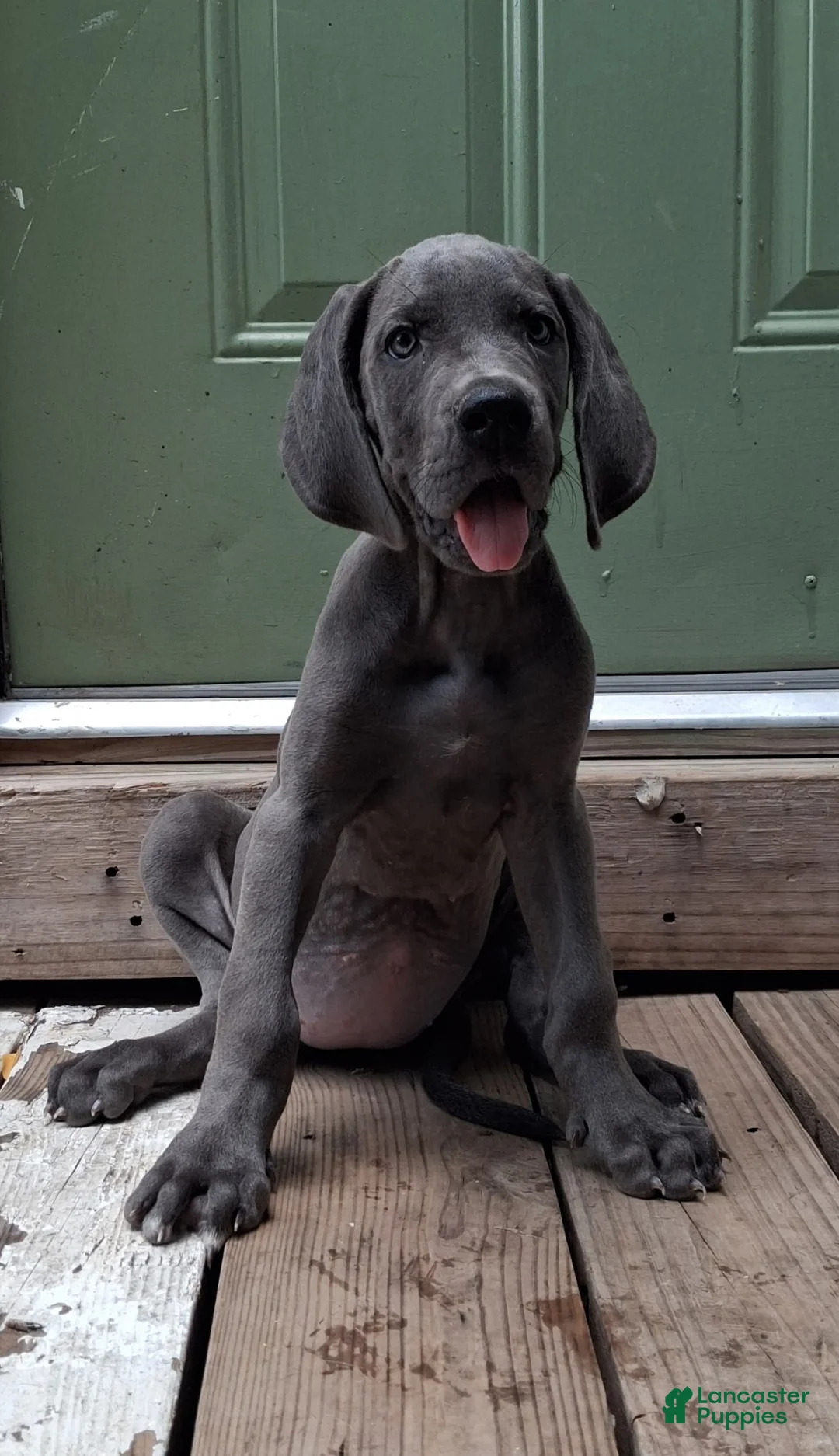 Great Dane dogs for sale: Rose - Ad 1