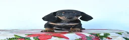 Miniature Dachshund dogs for sale: Scamper - Ad 8