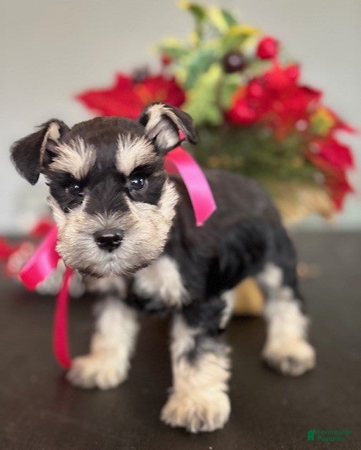 Miniature Schnauzer dogs Luna - Ad 9