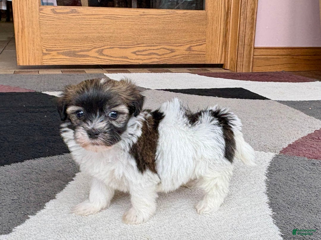 Shih Tzu Coton De Latour Puppies Coton De Tulear Puppies For Sale