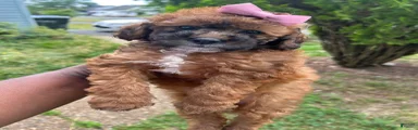 Toy Poodle 4