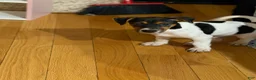 Jack Russell Terrier dogs for sale: Jack Russell Terrier 1 - Ad 7