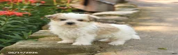Morkie dogs for sale: Firefly - Ad 4