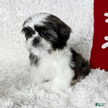 Shih Tzu dogs AKC Hope - Ad 5