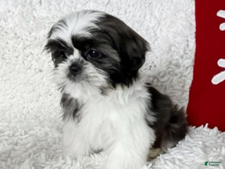Shih Tzu dogs AKC Hope - Ad 4