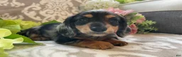 Miniature Dachshund dogs for sale: Sheila - Ad 4