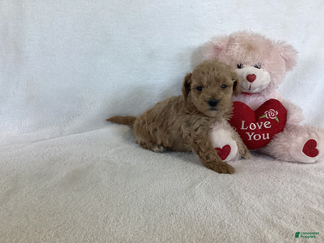 Maltipoo dogs for sale: Cinder - Ad 3