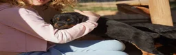 Rottweiler dogs for sale: Rottweiler F3 - Ad 20
