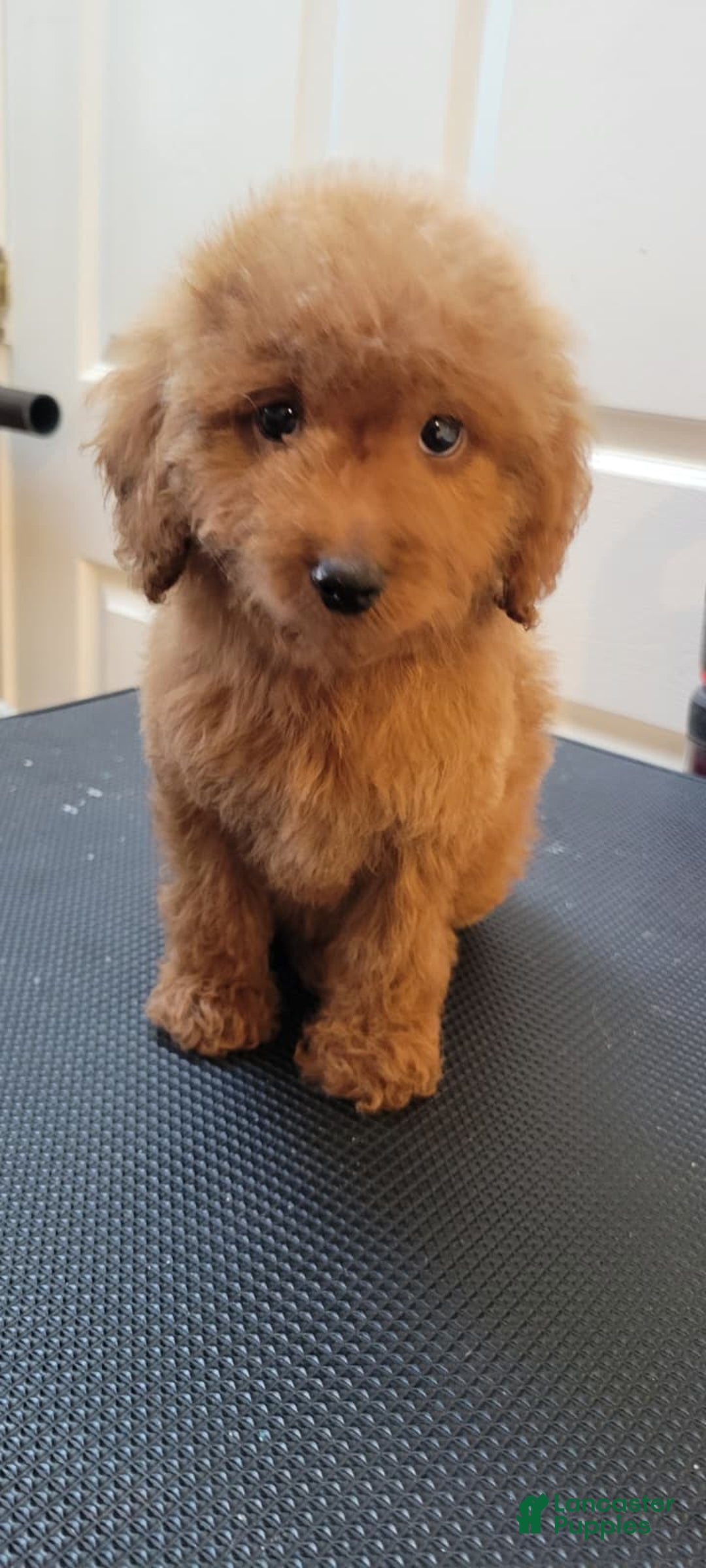 Mini Goldendoodle dogs for sale: Mini Goldendoodle Puppy 1 - Ad 3