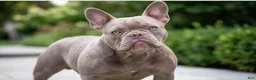 Mixed Breed dogs for sale: Massari - Ad 4