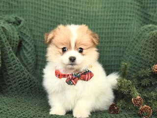 Pomeranian dogs Balto - Ad 39