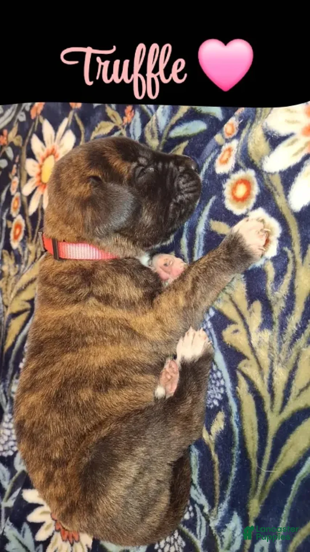 English Mastiff dogs for sale: Truffle - Brindle English Mastiff Puppy - Ad 3