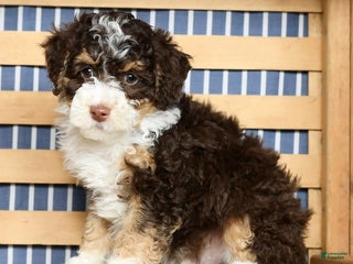 Mini Bernedoodle dogs - Ad 42