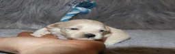 Havapoo dogs for sale: Pinto 💙 Toy/Miniature - Ad 23