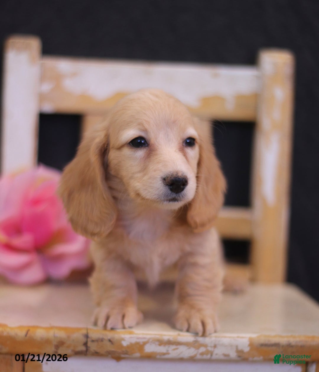 Miniature Dachshund dogs for sale: Leah - Ad 3