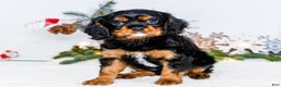 Cavalier King Charles Spaniel dogs for sale: Cocoa - Ad 1