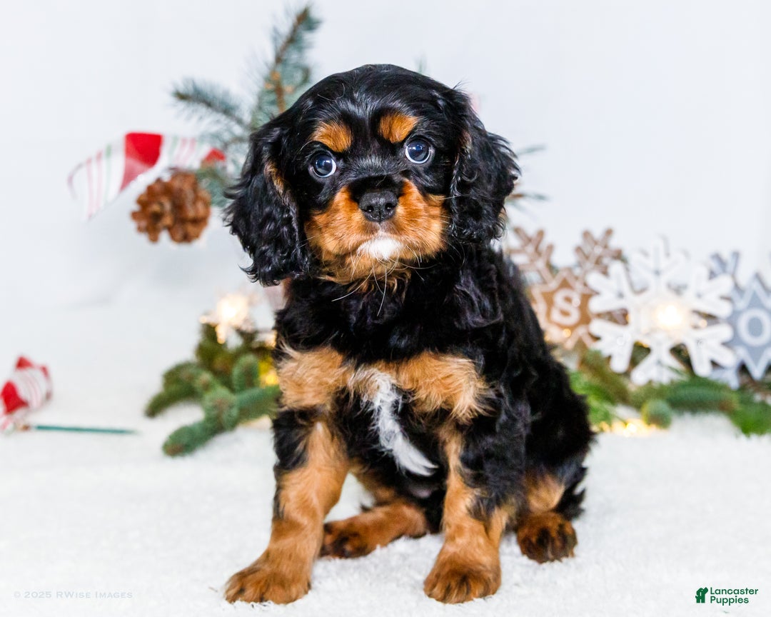 Cavalier King Charles Spaniel dogs for sale: Cocoa - Ad 1
