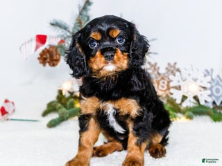 Cavalier King Charles Spaniel dogs Cocoa - Ad 19