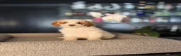 Goldendoodle dogs for sale: Ally - Ad 4