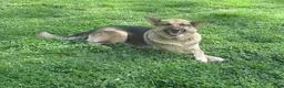 German Shepherd dogs for sale: Cedar - Ad 5