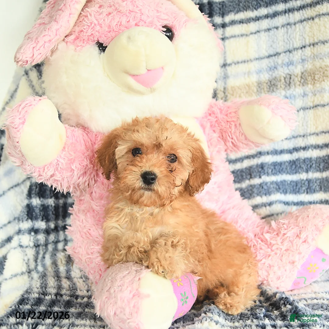 Havapoo dogs for sale: Daisy - Ad 3