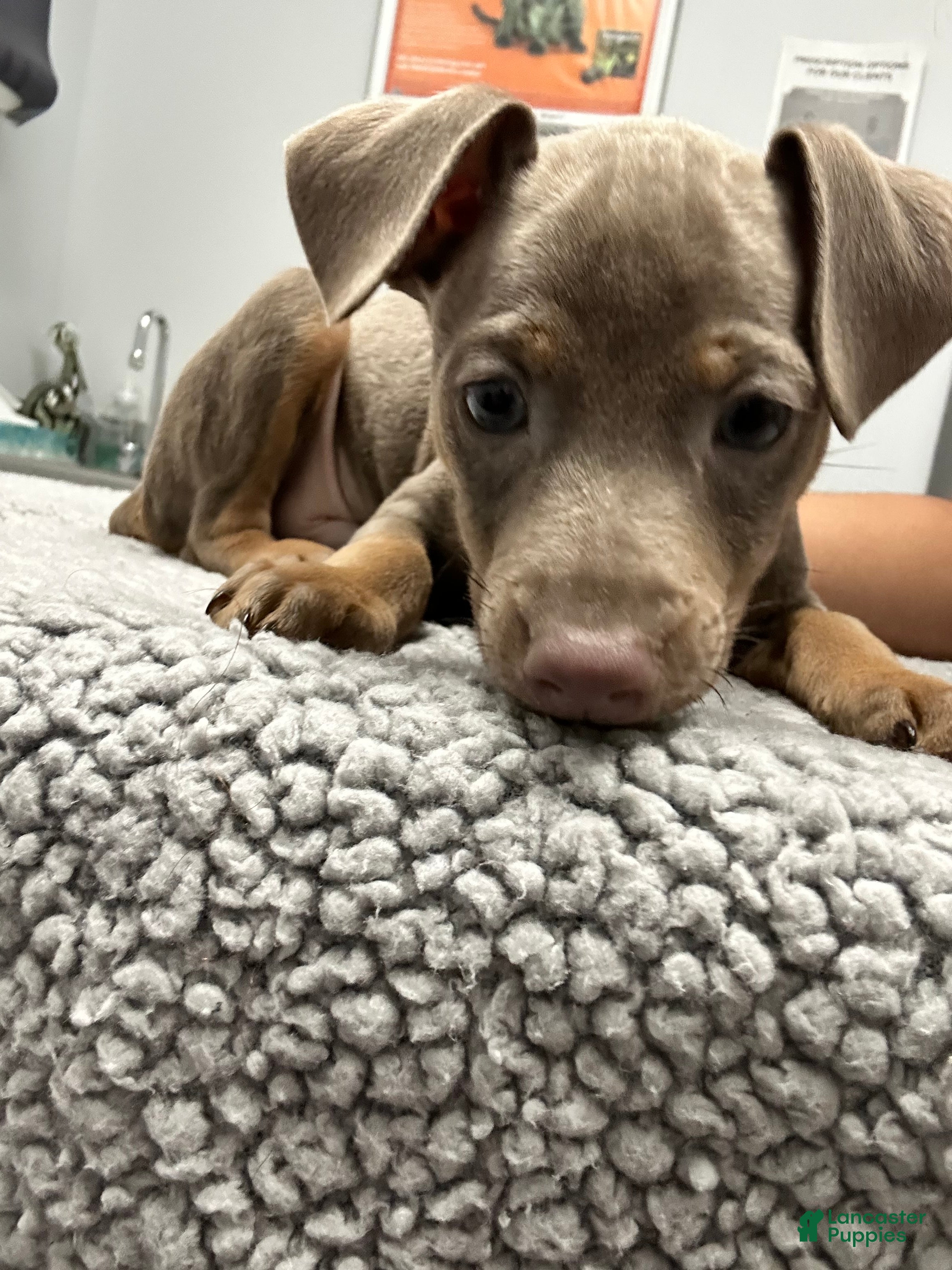 Dimitri (Miniature Pinscher, Male) in Tampa, FL