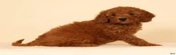 Mini Goldendoodle dogs for sale: Mae - Ad 7