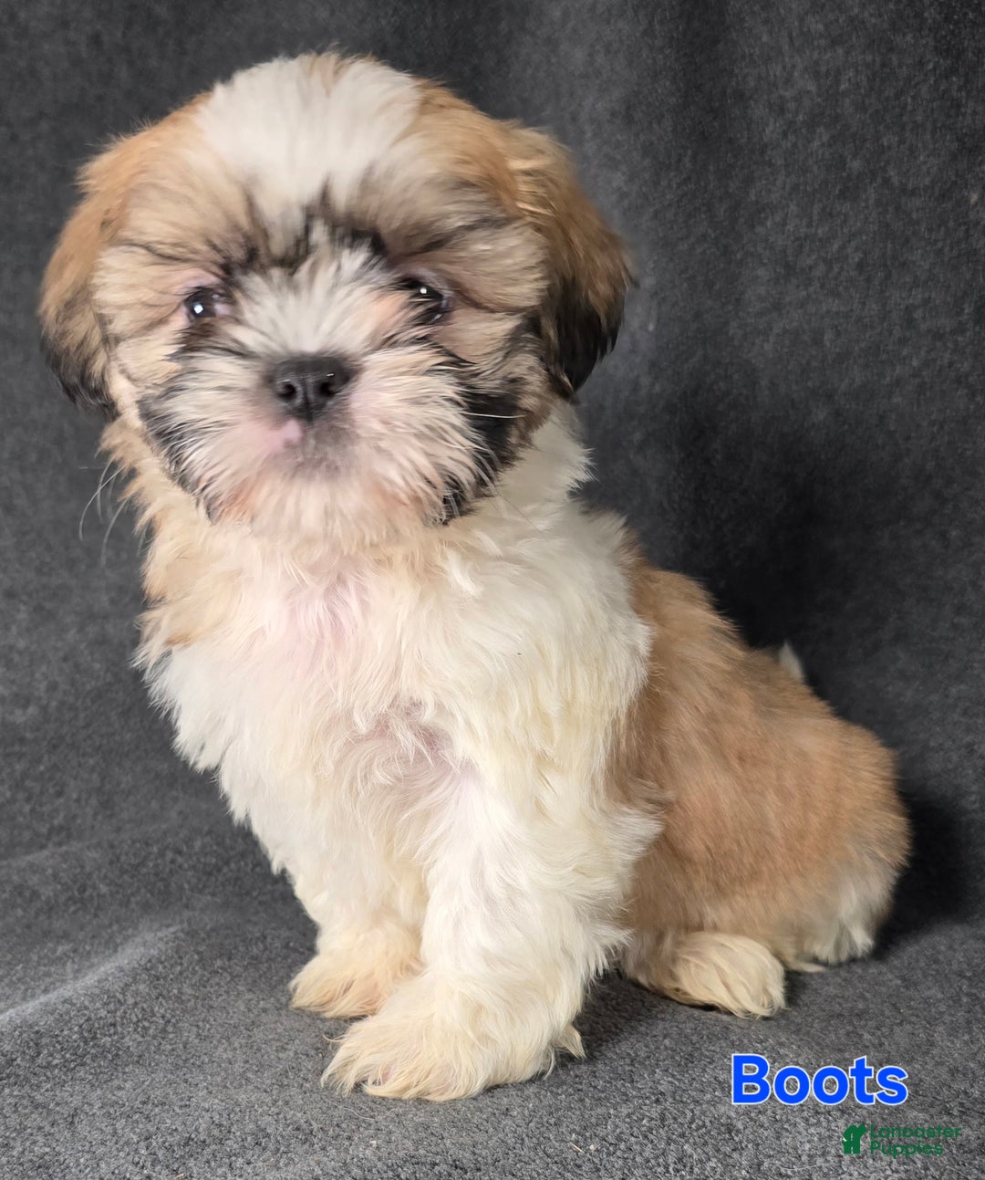 Shih Tzu dogs for sale: Boots - Ad 7