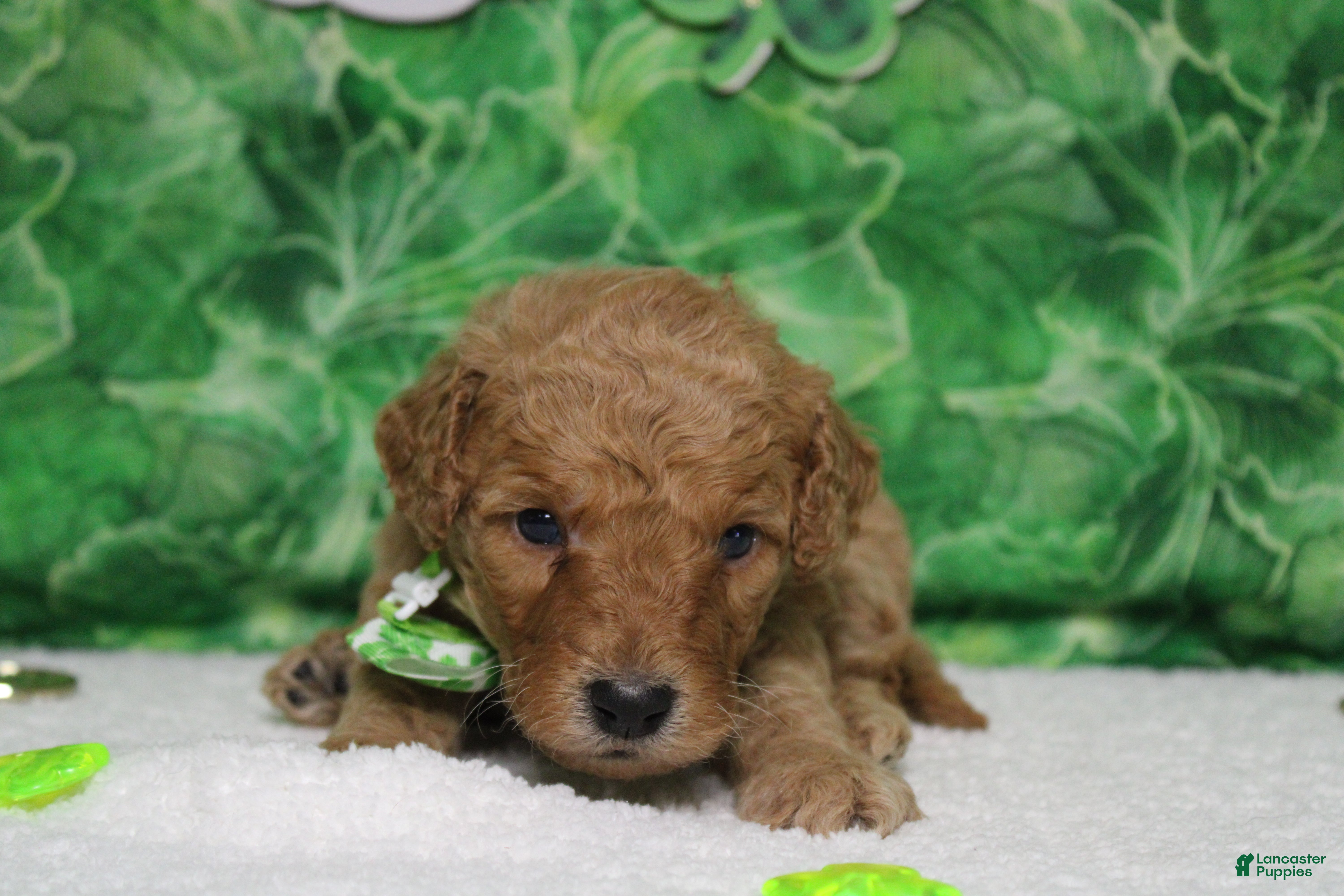 Goldendoodle dogs Pibb - Ad 5