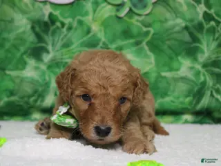 Goldendoodle dogs Pibb - Ad 5