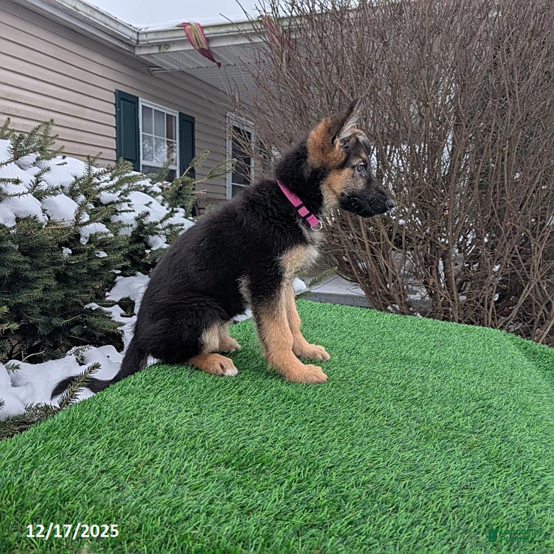 German Shepherd dogs for sale: Willow - Ad 2