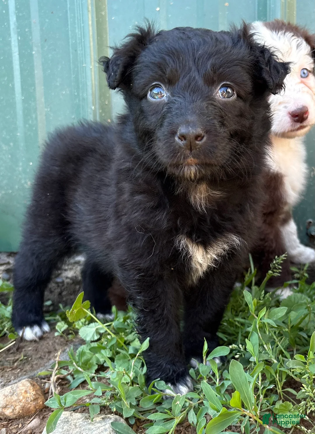 Australian Shepherd dogs for sale: turquoise puppy - Ad 2