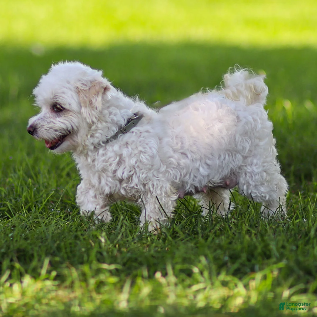 Maltipoo dogs for sale: Luca Maltipoo Puppy  - Ad 5