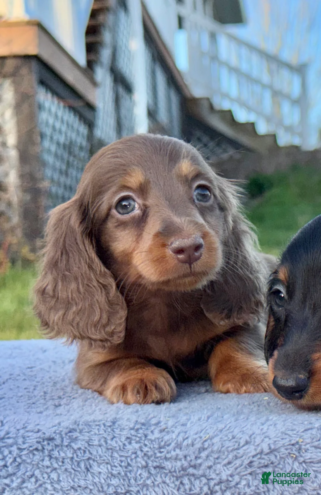 Miniature Dachshund dogs for sale: AKC female russian - Ad 1