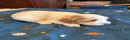 Cockapoo dogs for sale: Lucy - Ad 4